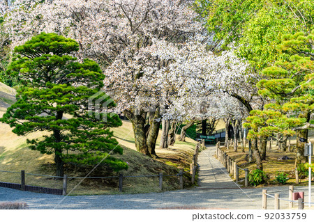 Sakura tree scenery on the approach to the park "Sightseeing spot: Suizenji Jojuen" Sakura tree scenery on the approach to the park "Sightseeing spot: Suizenji Jojuen" 92033759