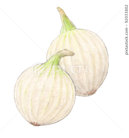 White onion watercolor pencil vegetable illustration transparent background White onion watercolor pencil vegetable illustration transparent background 92033802