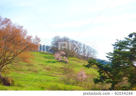 Cherry blossoms in full bloom, Oyama cherry blossoms, Oyama cherry blossoms, Nishizao pasture 92034284