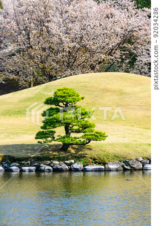 Japanese garden with cherry blossoms, cherry blossom tree scenery "Sightseeing spot: Suizenji Jojuen" Japanese garden with cherry blossoms, cherry blossom tree scenery "Sightseeing spot: Suizenji Jojuen" 92034286