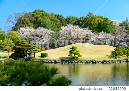 Japanese garden with cherry blossoms, cherry blossom tree scenery "Sightseeing spot: Suizenji Jojuen" 92034290