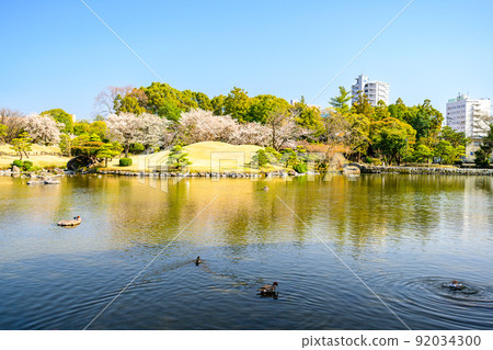 Japanese garden with cherry blossoms, cherry blossom tree scenery "Sightseeing spot: Suizenji Jojuen" Japanese garden with cherry blossoms, cherry blossom tree scenery "Sightseeing spot: Suizenji Jojuen" 92034300