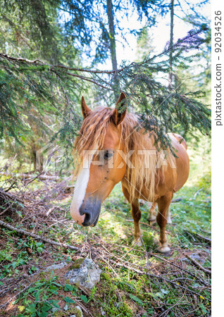 A horse in the woods A horse in the woods 92034526