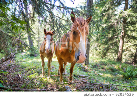 Two horses in the woods Two horses in the woods 92034529