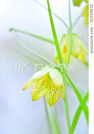 盛開的貝母 92034618