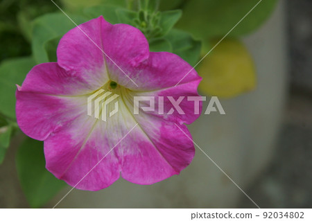 Petunia 92034802