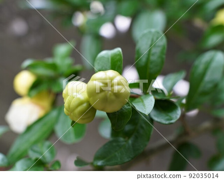 白花石榴芽 92035014