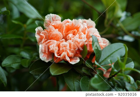 石榴，一朵橙色的花 92035016
