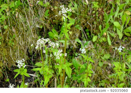Valeriana flaccidus flowers blooming on the bank [Tsukui, Sagamihara City, April] 92035060