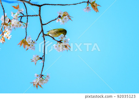 Cherry blossom trees and wild bird scenery against the backdrop of the spring sky "Sightseeing spot: Suizenji Jojuen" 92035123