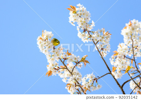 以春天的天空為背景的櫻花樹和野鳥風景“觀光景點:水前寺成天園” 以春天的天空為背景的櫻花樹和野鳥風景“觀光景點:水前寺成天園” 92035142