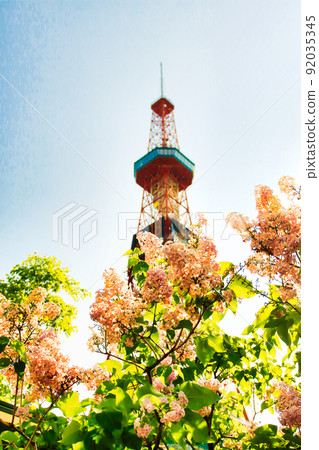 札幌電視塔和丁香花 92035345