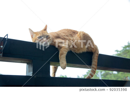 Cat Cat 92035398