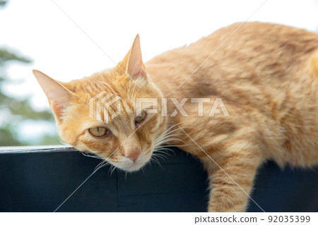 Cat Cat 92035399