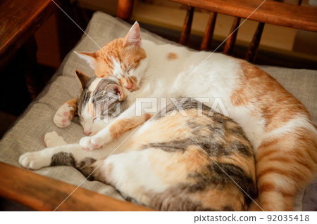 Cat Cat 92035418