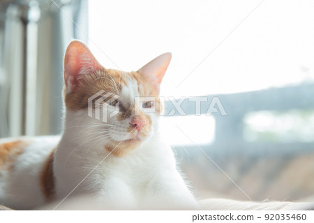 Cat Cat 92035460