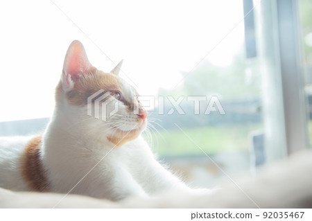 Cat Cat 92035467