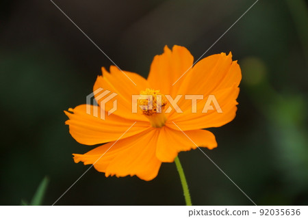 Cosmos Cosmos 92035636