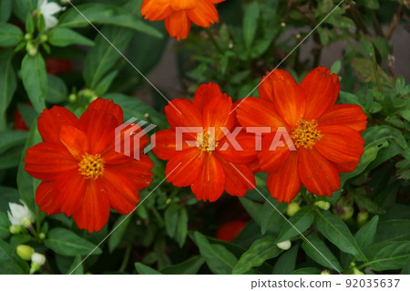 Cosmos Cosmos 92035637