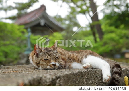 秋田縣二嘉穗市喜方町喜方島 與國家指定天然紀念物九十九島相鄰的關萬寺院內前的印花布貓。 秋田縣二嘉穗市喜方町喜方島 與國家指定天然紀念物九十九島相鄰的關萬寺院內前的印花布貓。 92035686