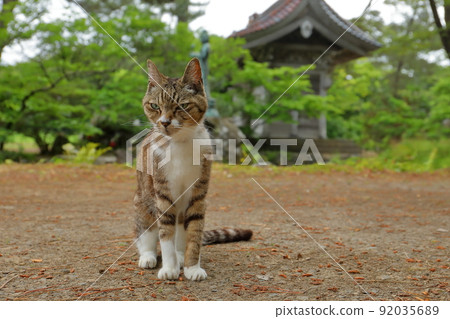 秋田縣二嘉穗市喜方町喜方島 與國家指定天然紀念物九十九島相鄰的關萬寺院內前的印花布貓。 92035689