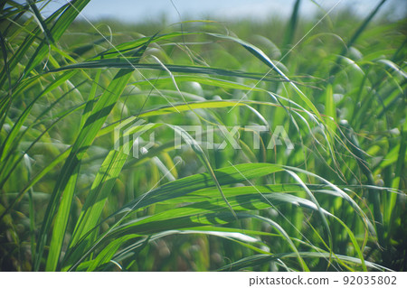Tropical sugar cane farm Green grass overgrown with millet fields Miyakojima, a remote island in Okinawa Prefecture Tropical sugar cane farm Green grass overgrown with millet fields Miyakojima, a remote island in Okinawa Prefecture 92035802