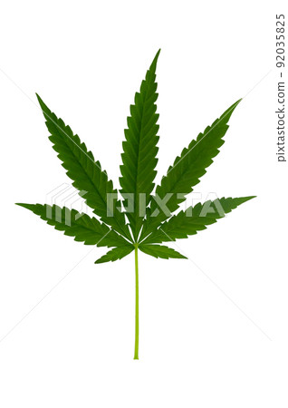 Cannabis leaf, Green marijuana isolated over white background 92035825