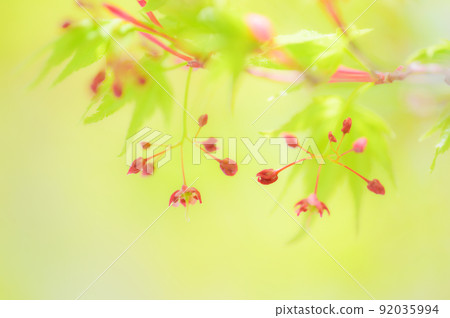 Maple flowers blooming in fresh green Maple flowers blooming in fresh green 92035994