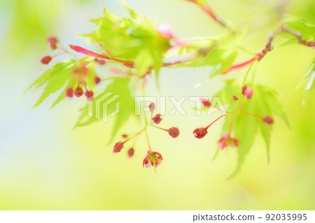 Maple flowers blooming in fresh green Maple flowers blooming in fresh green 92035995