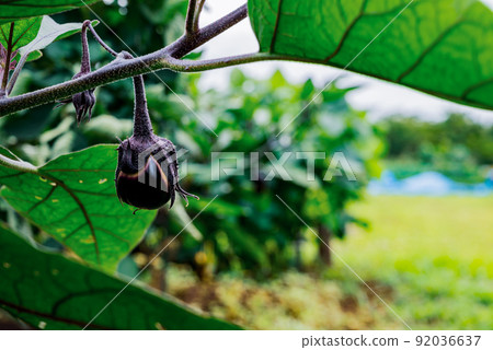茄子 茄子 92036637