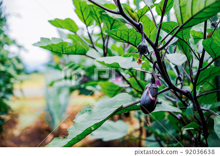 茄子 茄子 92036638