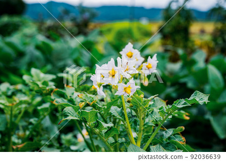 馬鈴薯花 92036639