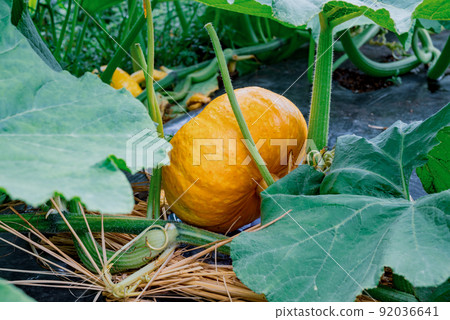 pumpkin 92036641