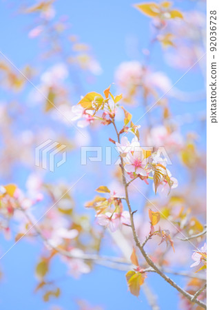 藍天和野櫻花盛開 92036728