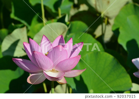 在燈光下❣ 92037015