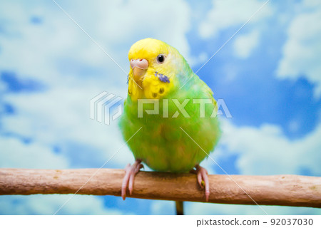 Budgerigar staying in the lower branch of the blue sky 92037030