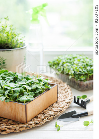 Assortment of micro greens on wooden table 92037105