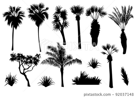 Tropical set. Plants, palm trees, black silhouettes isolated on white background. Vector Tropical set. Plants, palm trees, black silhouettes isolated on white background. Vector 92037148