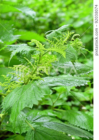 植物: Laportea cuspirea, 蕁麻科 92038074
