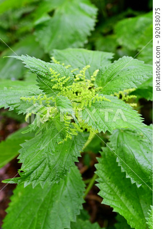 植物: Laportea cuspirea, 蕁麻科 92038075