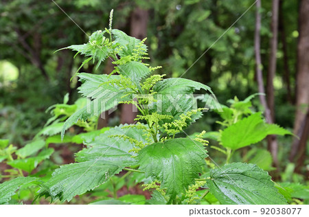 植物: Laportea cuspirea, 蕁麻科 92038077