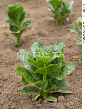 馬拉巴爾菠菜田 92038331