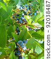 藍莓 92038487