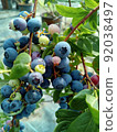 藍莓 92038497
