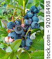 藍莓 92038498