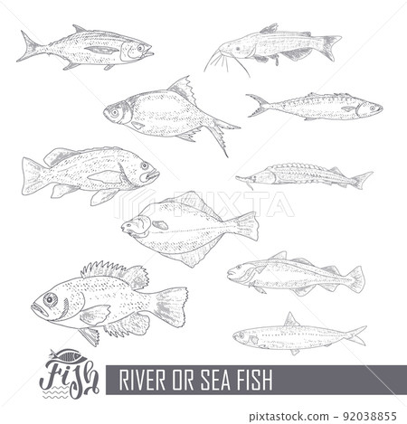A collection of fish in vintage style 92038855