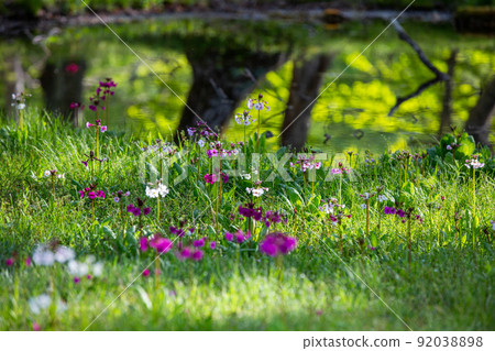 [Tochigi Prefecture, Oku-Nikko] Senjugahama Japanese primrose in full bloom on the shores of Lake Nakazenji 92038898