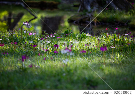 [Tochigi Prefecture, Oku-Nikko] Senjugahama Japanese primrose in full bloom on the shores of Lake Nakazenji 92038902