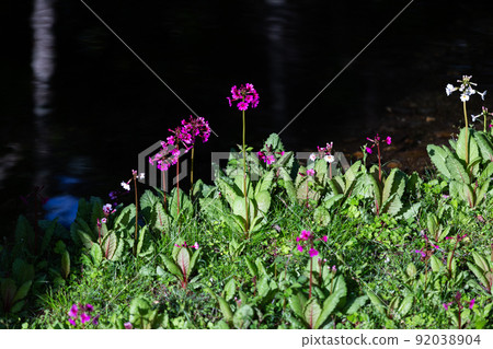 [Tochigi Prefecture, Oku-Nikko] Senjugahama Japanese primrose in full bloom on the shores of Lake Nakazenji 92038904