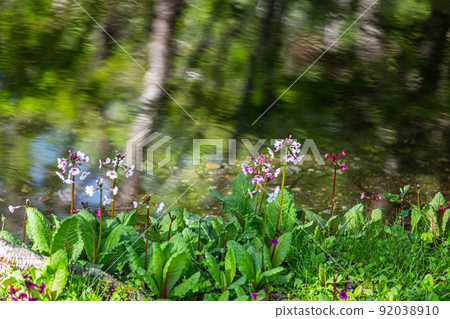 [栃木縣、奧日光] 中善寺湖畔盛開的千手濱月見草 92038910